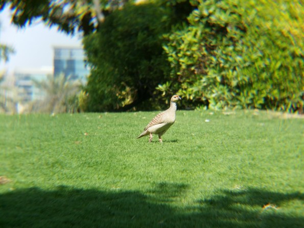 Birds value their privacy